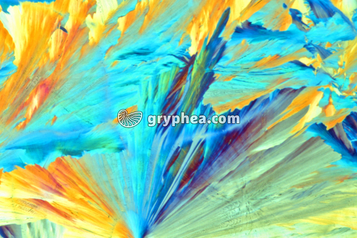 Vitamine B1 x40 - gryphea.org